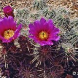 Echinocereus stramineus Cactus Park TF JL1278.jpg